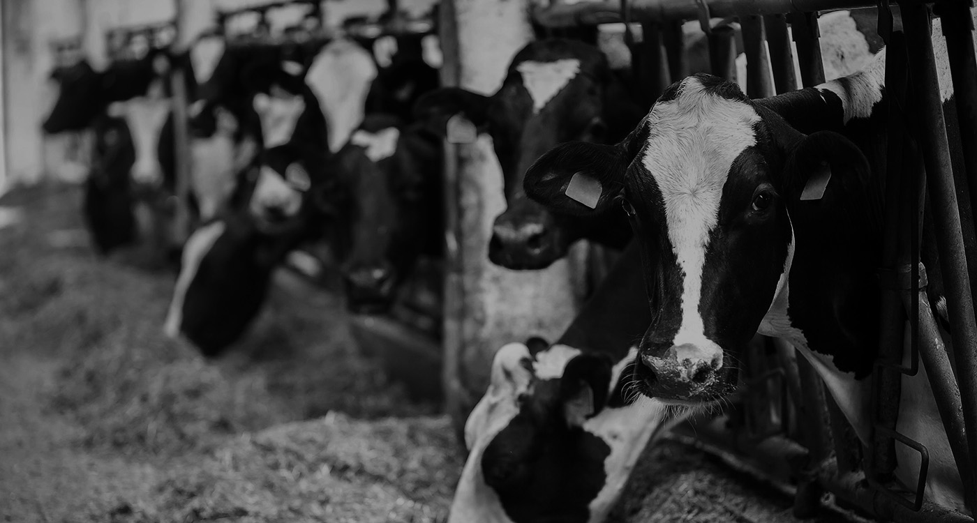 Dairy Operations